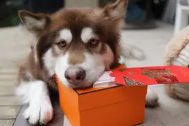 王思聪家的狗奢侈品现金样样有，大写的人不如狗系列图片