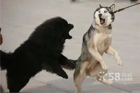 主人外出回来看见满地是血孩子也不见，误以为狗做了啥，就把它给图片