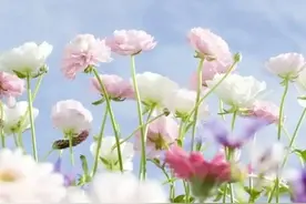 今日发布——商铺篇图片