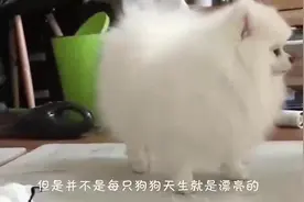 博美遭遇尴尬期，从小丑狗蜕变成大美狗，逆袭之后惊艳众人！