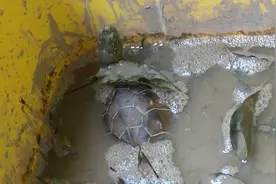 一个周转箱，半桶塘泥，养一只大母草龟