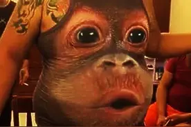 推荐视频：2016年最搞笑的猴子   祝福各位猴年快乐图片