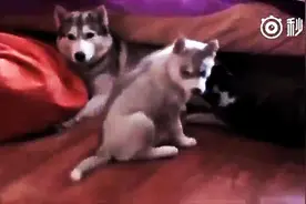 哈士奇宝宝居然为了一口奶跟妈妈吵起来了，狗妈妈很无奈啊！图片