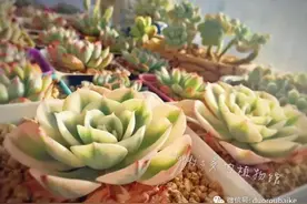 大东北的多肉也开挂！美呆了！图片