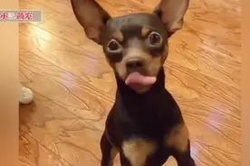 男主把狗狗关厕所 狗子委屈地向女主告状 举报男主藏私房钱 好逗视频封面