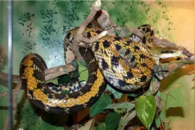 自家小区发现蛇 专家：别担心 成都市区一般无毒蛇图片