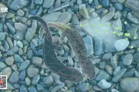 娃娃鱼原来这样产子！人工孵化后，一下能出一万条小鱼！