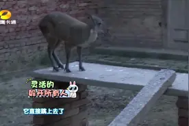 “麝”长相似鹿 身体含有一种名贵香料“麝香”其价格是黄金的7倍视频封面