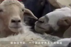 困扰世界各国的难题，中国竟放了1万只羊轻松解决，怎么做到的！视频封面
