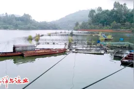 广东梅县水库网箱养殖台湾泥鳅初探图片