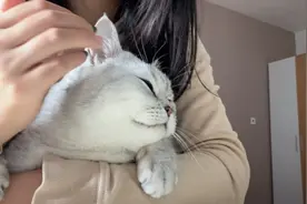 猫咪陪主人学习，一分钟就犯困睡着，喵：学习使人劳累视频封面