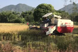 新型收割机120元一亩，收割速度太快了，农村又一稻谷收割利器。视频封面