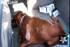 主人把狗忘在车里被热晕，幸亏遇到这群好心人，砸车施救，太感动图片