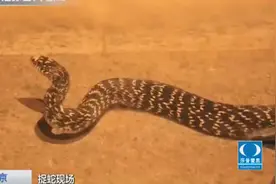 两米长大蛇现身南京马路中央 下场会是怎样？视频封面