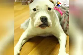 小狗得了大脚病，两只脚畸形，走路像鸭子，但它依然努力快乐着！视频封面