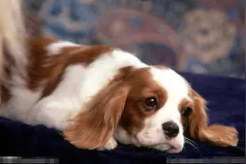 狗狗喜欢什么音乐 饲主的关心很重要图片