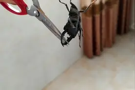 抓到一只“天牛”孩子竟把它当宠物装矿泉水瓶，有毒吗，吓人！