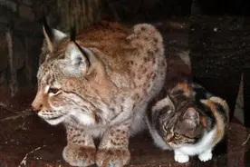 猫咪溜进山猫笼子里，想不到最后出现感人一幕图片