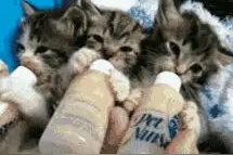 激萌小奶猫喝奶合集！最后那只是要泡在奶里洗澡伐？图片