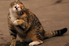 虽然我的一生都在流浪，但是我只想做一个快乐的小二货！图片