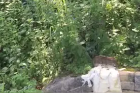 清朝古墓，立辛山乙，正针，丑龙入首，左下砂收尽源头水，出富豪