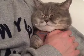 猫咪理所当然还是肥一点好看，不信你看~图片