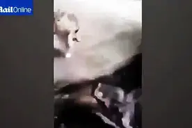 两只小猫在水边捕鱼，却差点被飞起的鱼给吃掉！图片