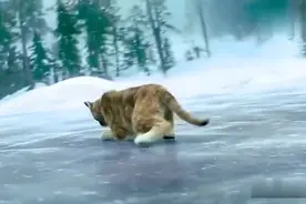 流浪狗救助了一只小花猫，谁知道是美洲狮。结局太感人了。图片