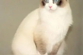 小猫奶水不足怎么断奶？图片