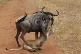 角马大战狮子，本来占上风，却不小心陷入狮子的套路！图片