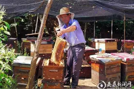 娄底7旬癌症老人四处游牧养蜂 酿造“甜蜜”生活图片