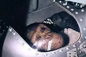 动物航天史｜黑猩猩“航天员”图片