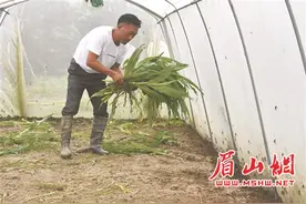 “害虫”成“致富虫” 小蚂蚱“蹦”出大财富图片