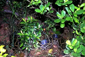 7公斤巨蟒横穿高速险致小车失控，西双版纳森警连夜施救大蛇图片