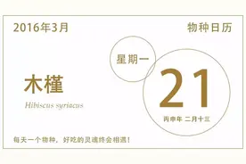 木槿：可能是最美的食材之一了图片