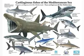 闻鲨丧胆，鲨鱼真的会吃人吗？图片