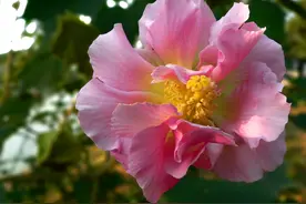 手机尾号是几，大吉大利能运好福佳安乐少愁横财命图片