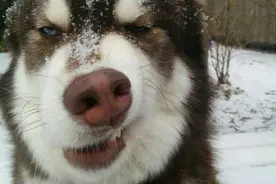 二哈这贱贱的表情是绝对的“心机婊”，最后一张撩妹图我也是醉了图片