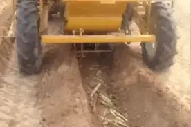 国外甘蔗产量高？看看他们怎么种的，你就知道了