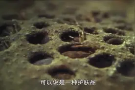 苏里南负子蟾从背上射出后代 看完头皮发麻视频封面
