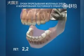 人类牙齿生长过程，看完感觉好神奇！