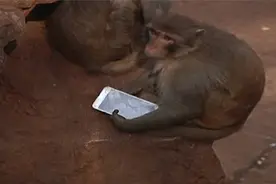 云南昆明动物园猕猴大玩手机图片