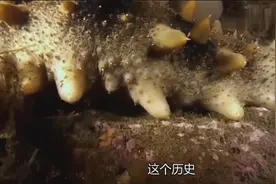 2000多年历史的海参，30米水下的秘密！
