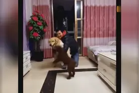 金毛跟泰迪打架，被主人拉开后还对骂，看到最后笑哭我了视频封面