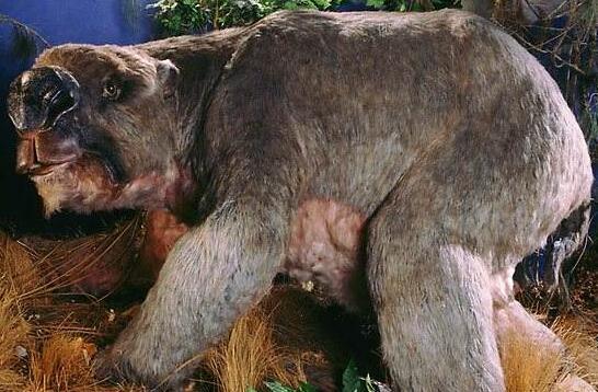 animal ---uma)意指生存在世界各地读谜般怪兽等尚未被正确的隐栖动物