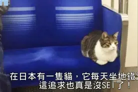 这只猫咪不好好在家，竟天天来逃票免费坐地铁，厉害了猫星人视频封面