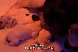 小狗从出生到存活，这是个神奇的过程