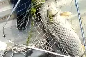 骆马湖筏钓鲤鱼视频封面