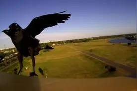 乌鸦坐飞机是什么意思？这是要逆天的节奏啊~视频封面