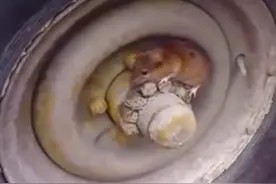 新版猫和老鼠，笑爆了图片